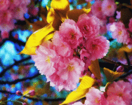 Beautiful Flowers Wallpapers HD screenshot 5/6