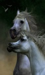Fantasy Horses Live Wallpaper screenshot 1/3