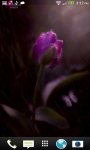 Purple Raining Tulip LWP screenshot 1/3