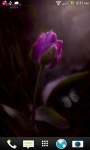 Purple Raining Tulip LWP screenshot 2/3