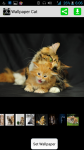 HD Wallpaper Cat screenshot 1/4
