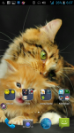 HD Wallpaper Cat screenshot 4/4