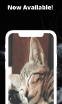 cats wallpaper background screenshot 3/4