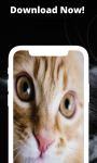 cats wallpaper background screenshot 4/4