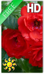 Red Roses Live Wallpaper HD screenshot 1/2