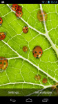 Ladybug Live Wallpaper LWP  screenshot 3/3