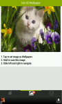 Cat HD Wallpapers screenshot 5/5