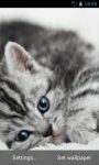 Cute Gray Cat Live Wallpapers screenshot 2/3