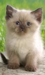 Free Cute Siberian Kittens Images  screenshot 3/6