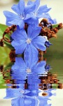 Blue Flower Reflection Live Wallpaper screenshot 2/3