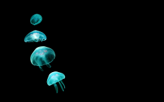  Jellyfish Wallpaper HD Slideshow NEW live screenshot 6/6