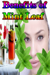 Benefits of Mint Leaf screenshot 1/3
