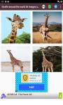 Giraffe around the world 4k images and background  screenshot 2/6