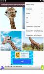 Giraffe around the world 4k images and background  screenshot 3/6