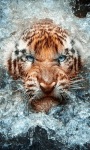 Tiger In Water LWP2 screenshot 1/3