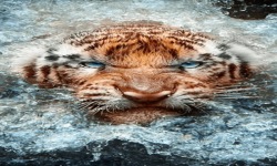 Tiger In Water LWP2 screenshot 2/3