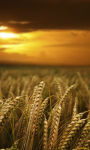 Wheat fields at dusk Wallpaper HD screenshot 2/3