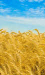 Wheat fields at dusk Wallpaper HD screenshot 3/3