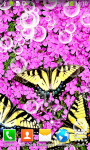 New Butterflies Live Wallpapers screenshot 2/6