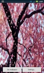 Cherry Blossom  Live Wallpaper screenshot 1/3