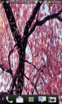 Cherry Blossom  Live Wallpaper screenshot 3/3