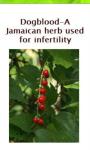 Jamaican Herbs screenshot 2/3