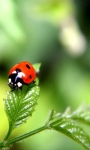 Ladybug Images Wallpaper screenshot 3/4