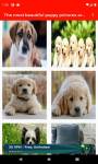 The most beautiful puppy pictures around the world screenshot 5/6