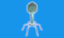 Bacteriophage Virus in 3D VR screenshot 1/3