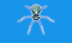 Bacteriophage Virus in 3D VR screenshot 3/3
