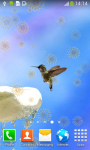 Free Hummingbird Live Wallpapers screenshot 6/6
