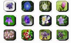 Bell Flowers Onet Classic Game screenshot 3/3