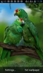 PARROT LOVE BIRDS LWP screenshot 1/3