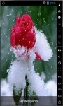 Snowed Rose Live Wallpaper screenshot 1/2