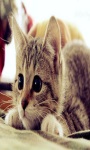 Beautifull Cats With Very Cute Pose Wallpaper screenshot 1/6