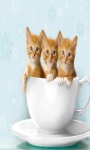 Beautifull Cats With Very Cute Pose Wallpaper screenshot 3/6