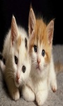 Beautifull Cats With Very Cute Pose Wallpaper screenshot 6/6