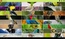 Birds Wallpapers by lalandapps screenshot 1/3