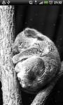 Koala Taking A Nap Live Wallpaper screenshot 2/4