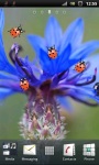 Red Ladybug and Corn Flower Live Wallpaper screenshot 3/3