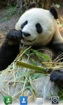 Adorable Pandas  Live Wallpaper screenshot 1/3