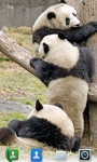 Adorable Pandas  Live Wallpaper screenshot 2/3