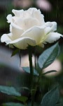White Rainy Rose Live Wallpaper screenshot 1/3