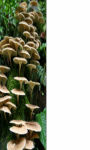 Little Fungus Wallpaper HD screenshot 1/3