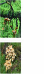 Little Fungus Wallpaper HD screenshot 2/3