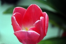 Beauty Tulip Flower Wallpaper screenshot 3/6