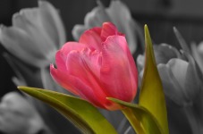 Beauty Tulip Flower Wallpaper screenshot 6/6