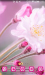 Blossom Sakura Wallpaper HD screenshot 1/5