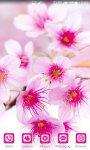 Blossom Sakura Wallpaper HD screenshot 2/5