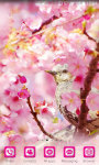Blossom Sakura Wallpaper HD screenshot 4/5